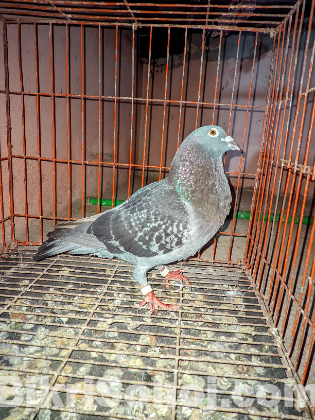 মাক্সি হুমা রানিং নর